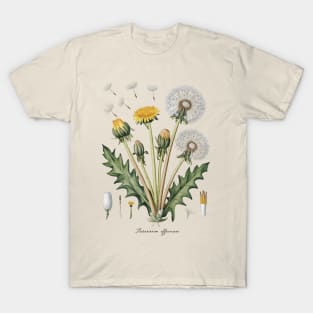 Vintage Dandelion Botanical T-Shirt